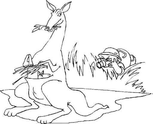 canguro-16.jpg