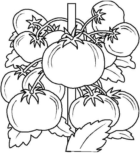 tomates-2.jpg