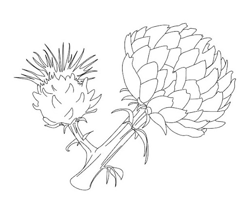 coloriage-un-artichaud.gif.jpeg