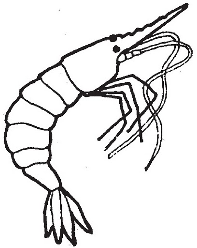 camar_n.jpg