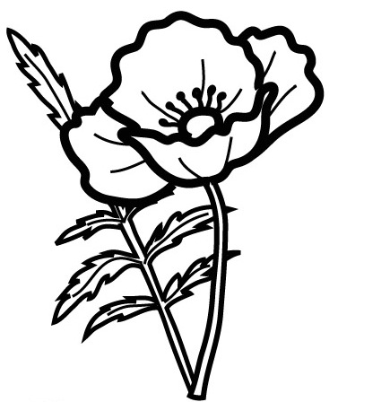 Amapola_1_g.jpg