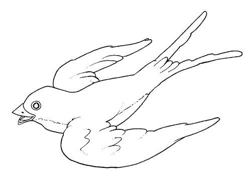 Aves%2520%252898%2529.jpg