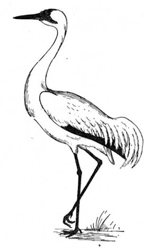 crane-3-coloring-page.jpg