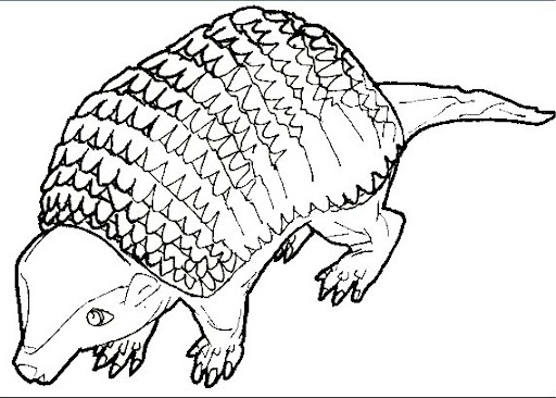 dibujo_armadillo.jpg