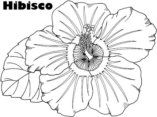 hibiscus-coloring-page.jpg
