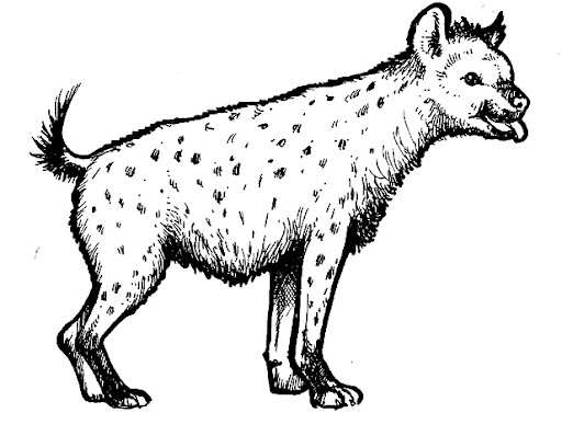 hiena-1.jpg