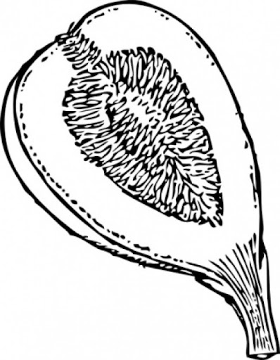 fig-imagenes-predisenadas_436747.jpg