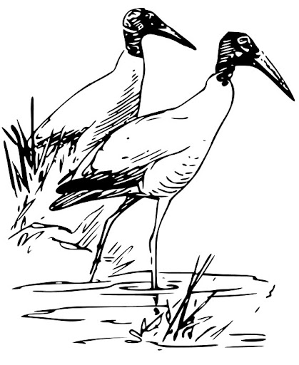 colouringbook_coloring_book_wood_ibis_1-569px.jpg
