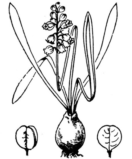 Abbé H. Coste - Flore de la France (1937). Source: https://www.tela-botanica.org/ - This image is in public domain because its copyright has expired.