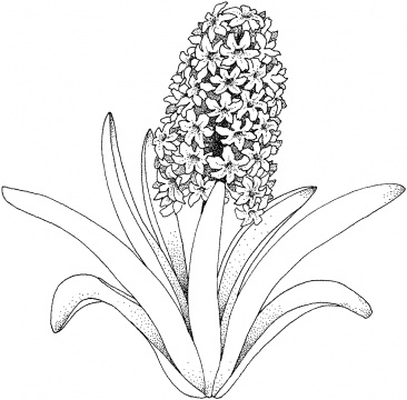 hyacinth-2-coloring-page.jpg