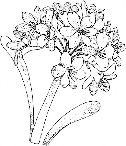 hydrangea-1-coloring-page.jpg